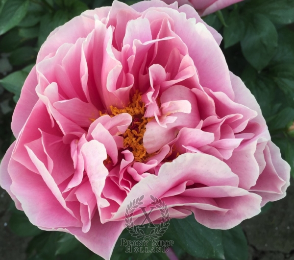 Peony Compressore, image 3 of 4