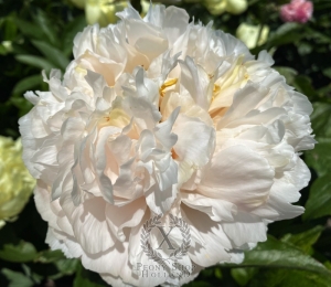 Thumbnail of Peony Constantine The Great®, image 1 of 4