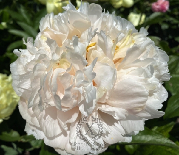 Peony Constantine The Great®, image 1 of 4
