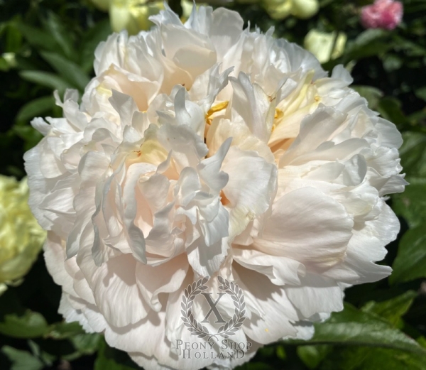 Peony Constantine The Great®