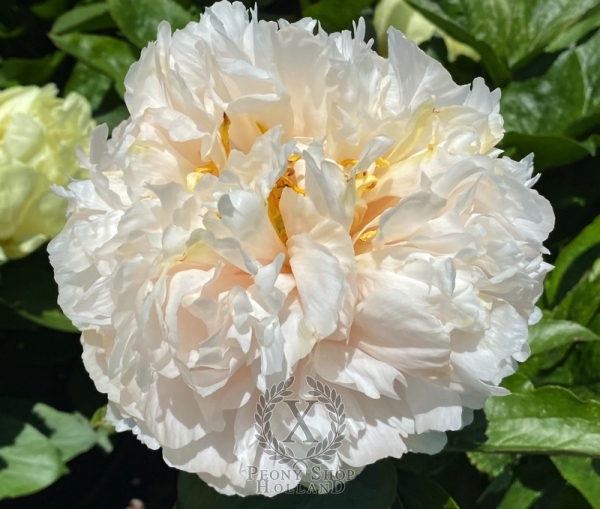 Peony Constantine The Great®, image 2 of 4