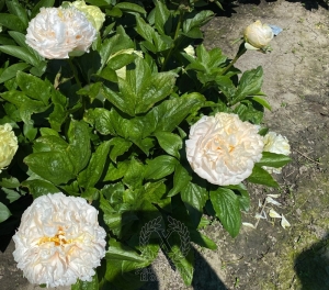 Thumbnail of Peony Constantine The Great®, image 3 of 4