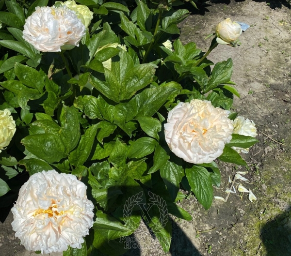 Peony Constantine The Great®, image 3 of 4