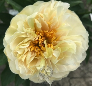 Thumbnail of Peony Constantine The Great®, image 4 of 4