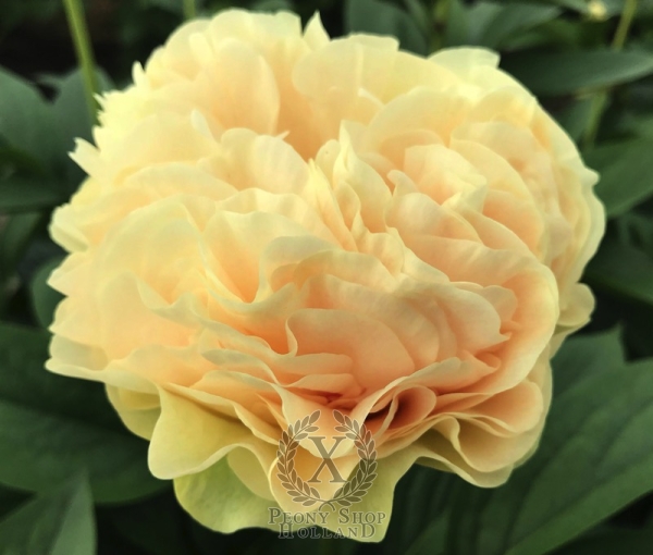 Peony Constantinople, image 1 of 6