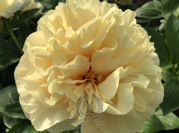 Peony Constantinople, image 3 of 6