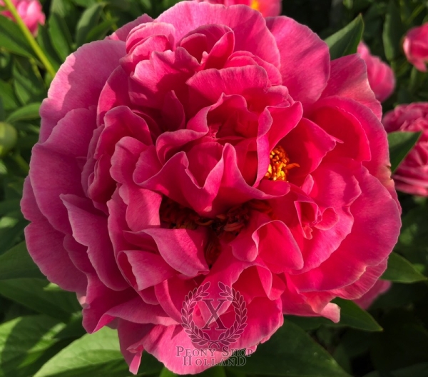 Peony Constantius Chlorus, image 1 of 4