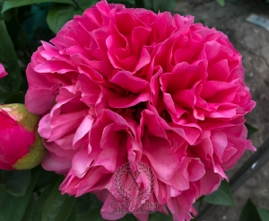 Thumbnail of Peony Constantius Chlorus, image 2 of 4