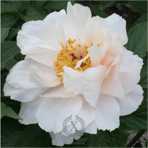 Thumbnail of Peony Consul, image 1 of 2