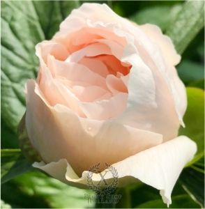 Thumbnail of Peony Consul, image 2 of 2