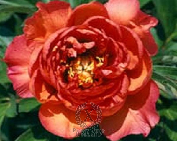 Peony Copper Kettle ~ Itoh Hybrid