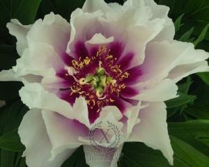 Thumbnail of Peony Cora Louise, image 1 of 2