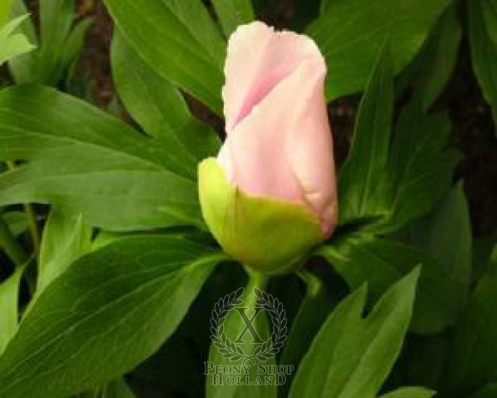 Peony Cora Louise Itoh Hybrid at peony nursery 