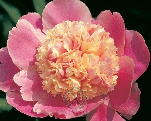 Thumbnail of Peony Cora Stubs, image 1 of 1