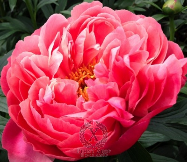 Peony Coral Charm, image 1 of 7