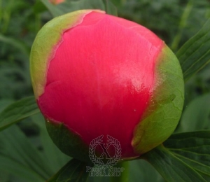 Thumbnail of Peony Coral Charm, image 3 of 7