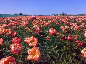 Thumbnail of Peony Coral Charm, image 5 of 7