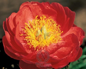 Thumbnail of Peony Coral Magic - tm (klmp), image 1 of 2