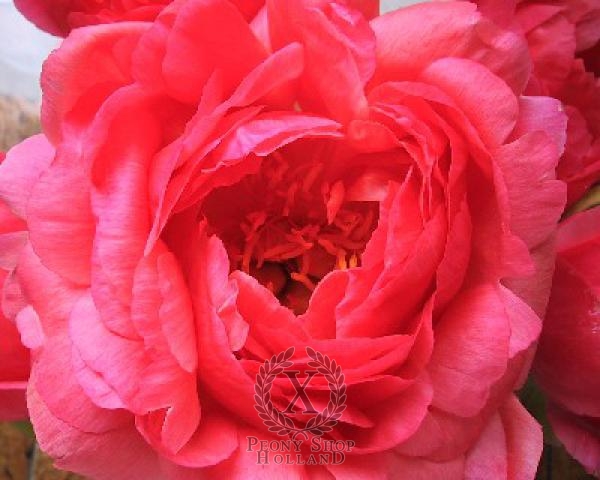 Peony Coral Sunset