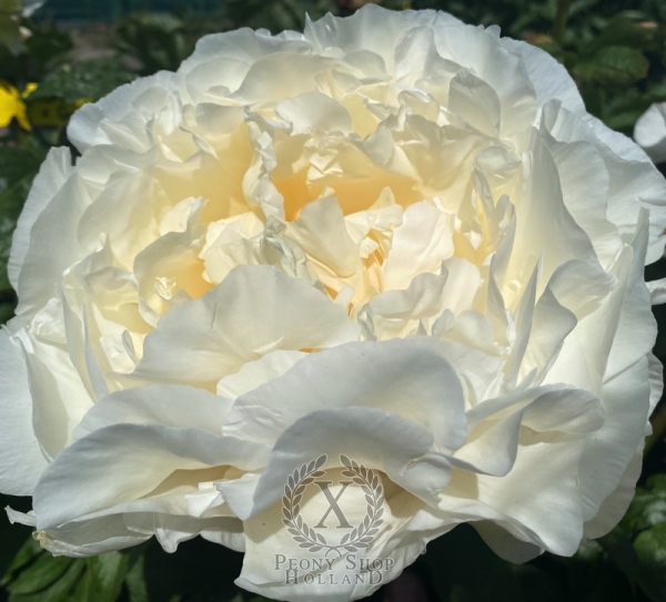 Peony Cornu of Rome