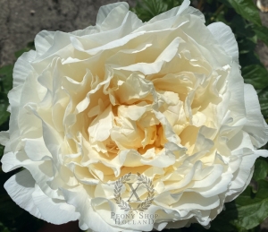 Thumbnail of Peony Cornu of Rome, image 3 of 3