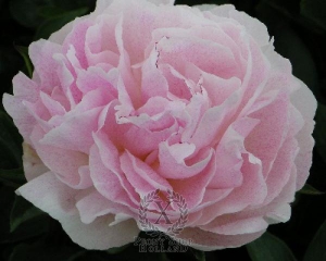 Thumbnail of Peony Courage, image 1 of 1