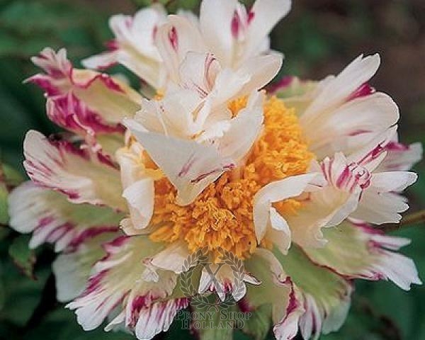 Peony Crazy Daisy