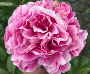 Thumbnail of Peony Crispina, image 1 of 10