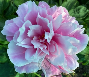 Thumbnail of Peony Crispina, image 10 of 10