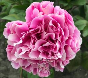 Thumbnail of Peony Crispina, image 2 of 10