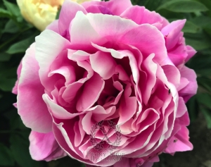 Thumbnail of Peony Crispina, image 3 of 10