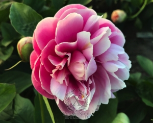 Thumbnail of Peony Crispina, image 4 of 10