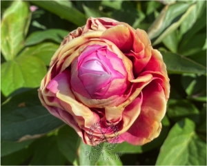 Thumbnail of Peony Crispina, image 5 of 10