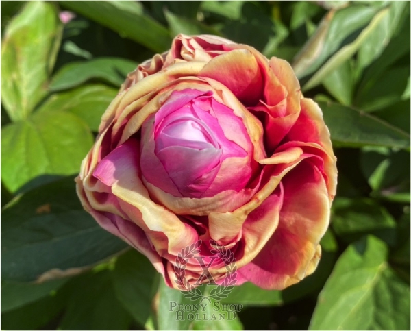 Peony Crispina, image 5 of 10