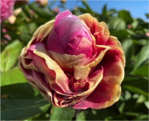 Thumbnail of Peony Crispina, image 6 of 10