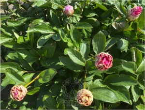 Thumbnail of Peony Crispina, image 8 of 10