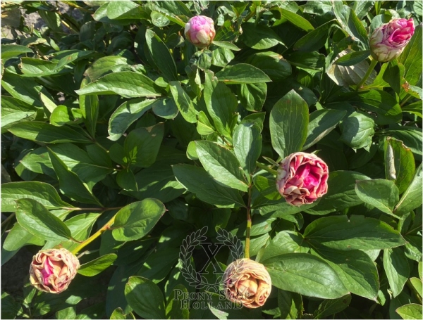 Peony Crispina, image 8 of 10