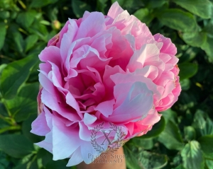 Thumbnail of Peony Crispina, image 9 of 10