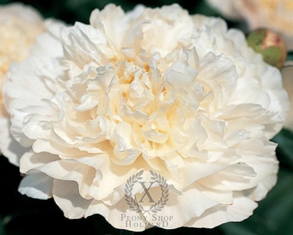 Peony Crystal Dawn