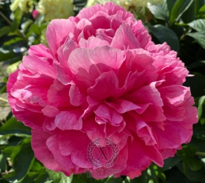 Thumbnail of Peony Cupid's Arrow®, image 1 of 8