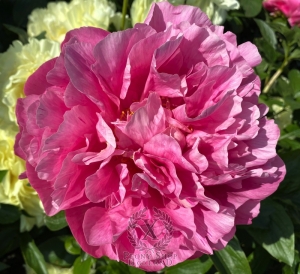 Thumbnail of Peony Cupid's Arrow®, image 2 of 8