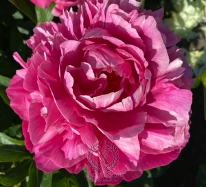 Thumbnail of Peony Cupid's Arrow®, image 3 of 8