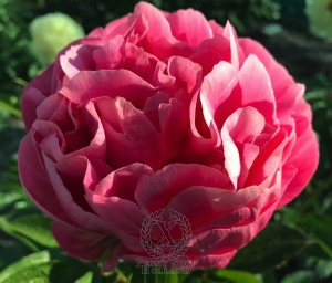 Thumbnail of Peony Cupid's Arrow®, image 4 of 8