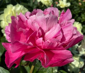 Thumbnail of Peony Cupid's Arrow®, image 5 of 8