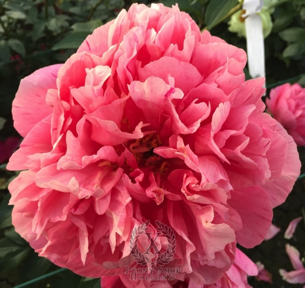 Peony Cupid's Arrow®, image 6 of 8