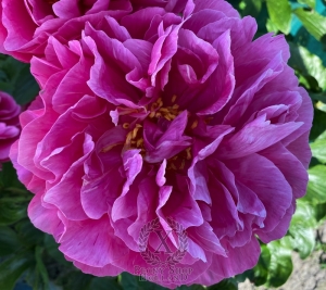 Thumbnail of Peony Cupid's Arrow®, image 7 of 8