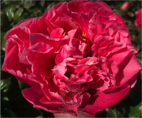 Peony Cupid's Kiss®