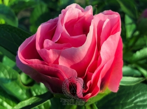 Thumbnail of Peony Cupid's Kiss®, image 2 of 7