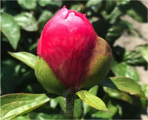 Thumbnail of Peony Cupid's Kiss®, image 3 of 7