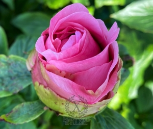 Thumbnail of Peony Cupid's Kiss®, image 4 of 7